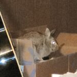 IMG_20260124_230537